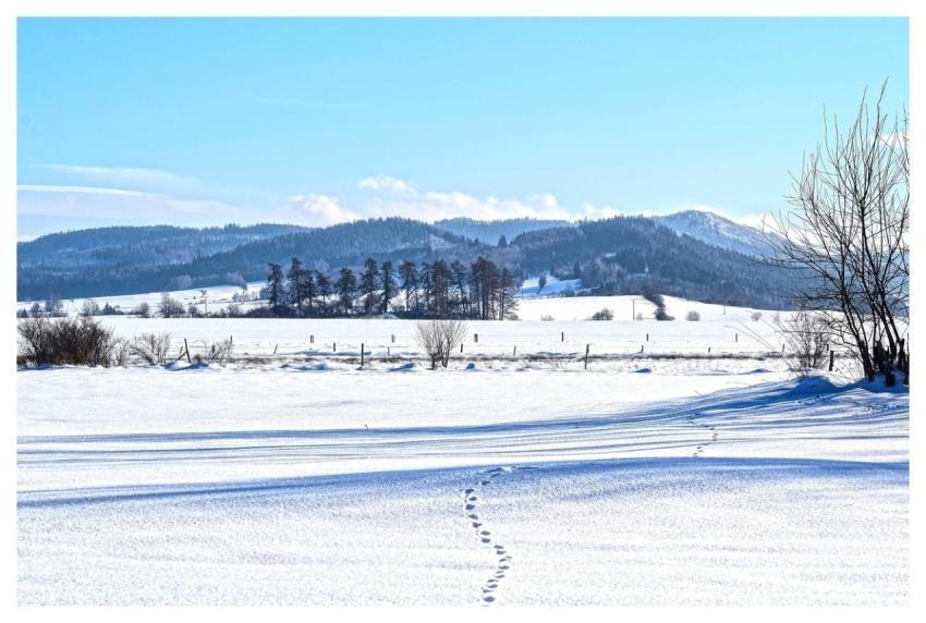 Field Nature Traces Snow