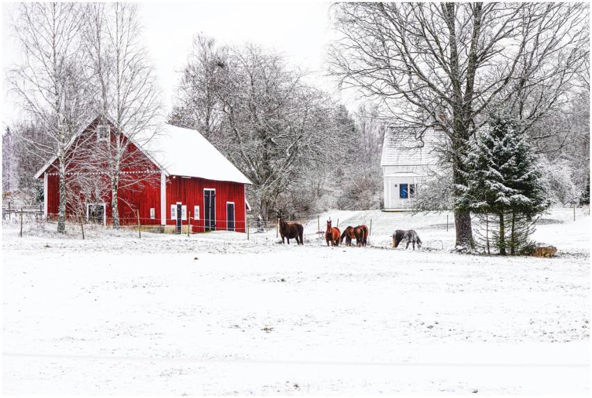Charming Winter Scene Rural