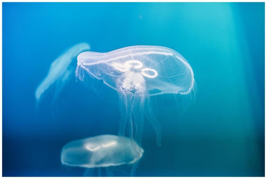 A delicate jellyfish floating gracefully in the vi