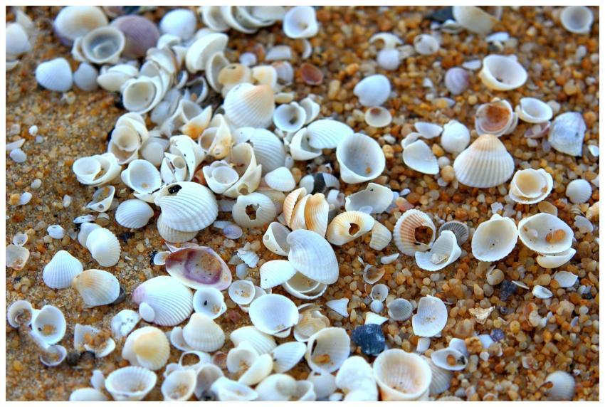 A vibrant close-up of seashells scattered on a san