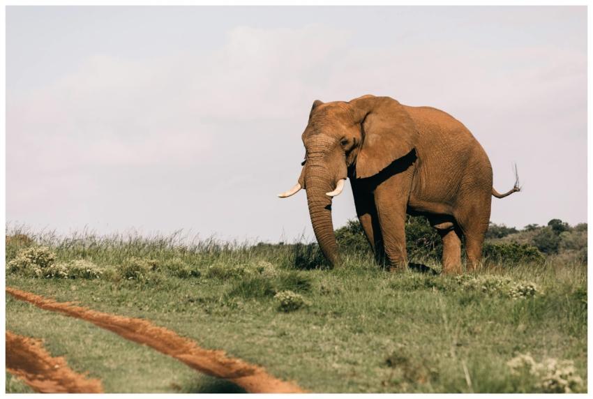 A majestic African elephant standing gracefully in