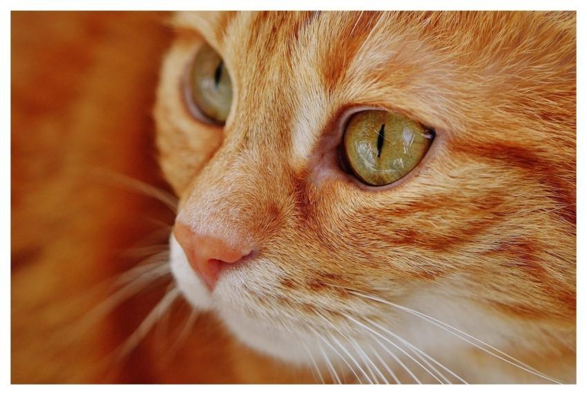 Cat Kitten Tabby Pet