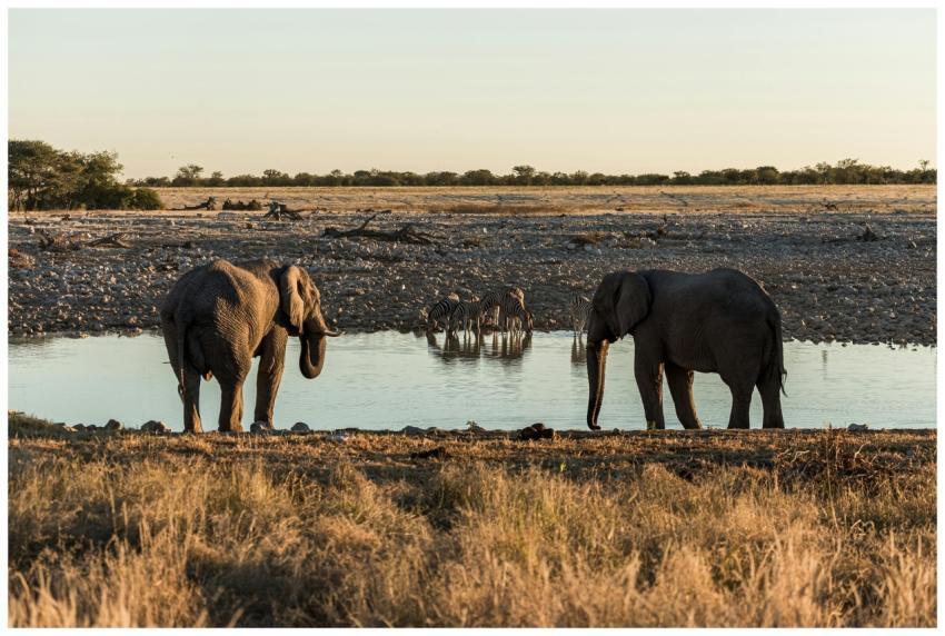 Elephants and zebras gather at an African watering