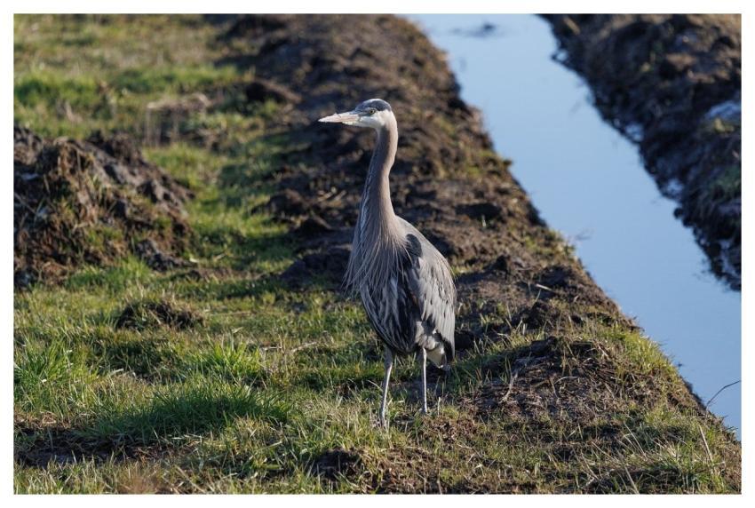 Heron Bird Nature Animal