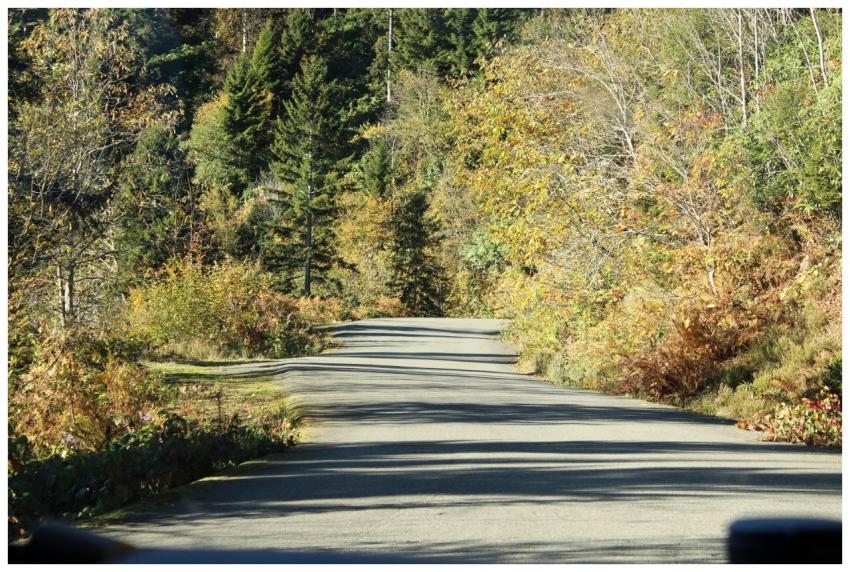 Serene Forest Road Early
