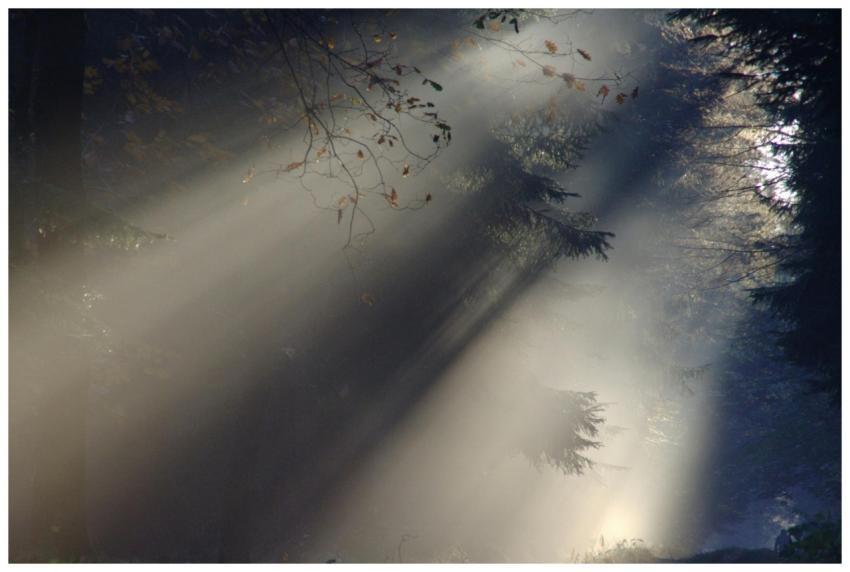 Sunlight filtering through forest creating a mysti