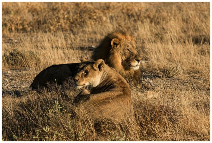 Lion and lioness relaxing in the wild African sava