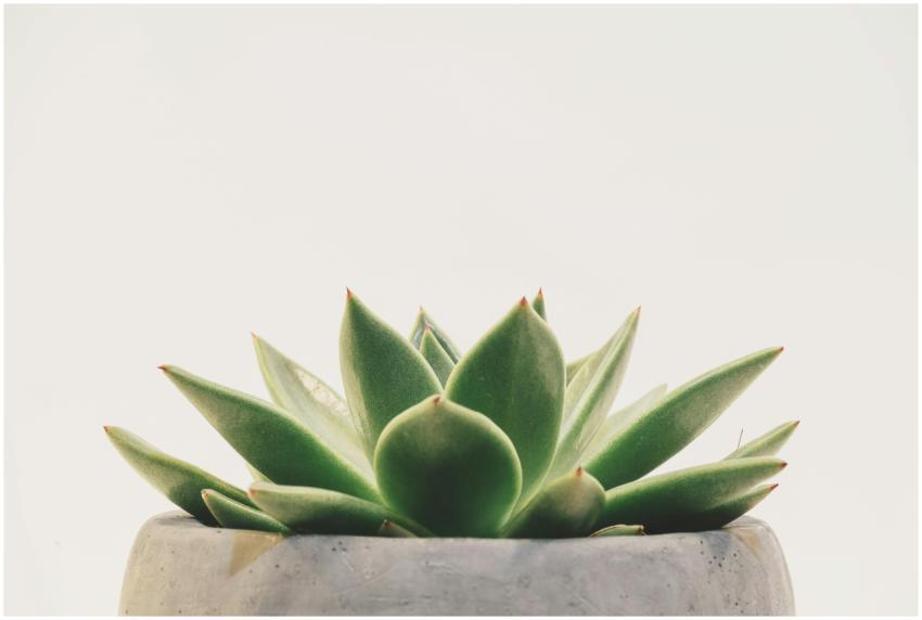 Bright minimalist image of a succulent in a concre
