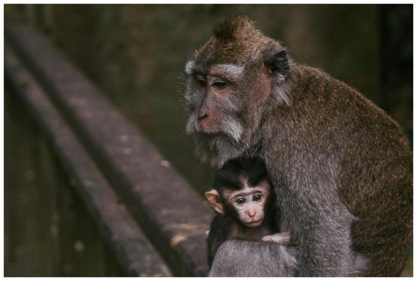 Close-up of a macaque and its baby, showcasing a t