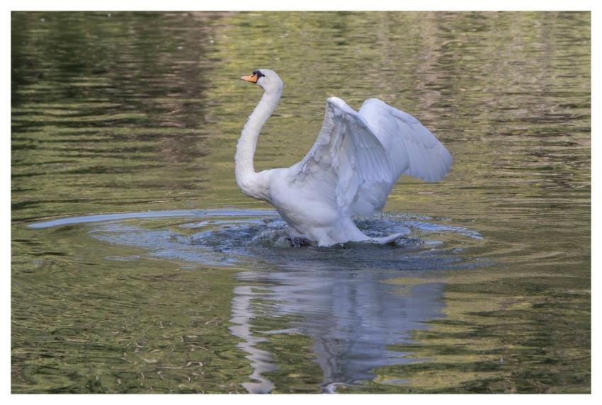 White Swan Bird Animal Water