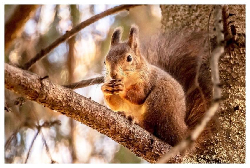 Red Squirrel Squirrel Animal Rodent