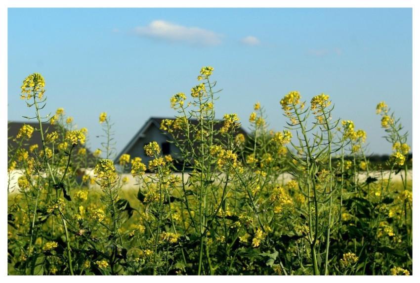 Rapeseed Yellow Flowers Cultivation Rural Landscap