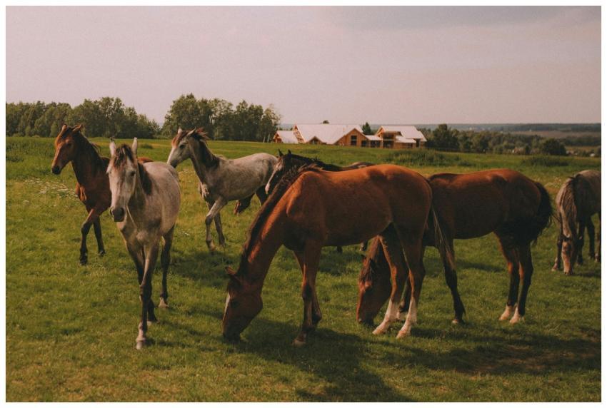 A serene scene of horses grazing in a green pastur