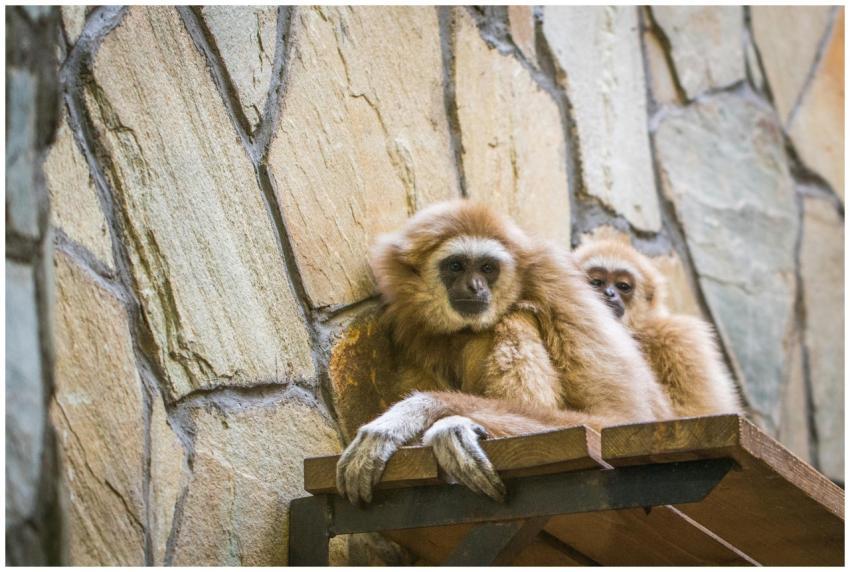 Cute pair of gibbons relaxing on a wooden platform