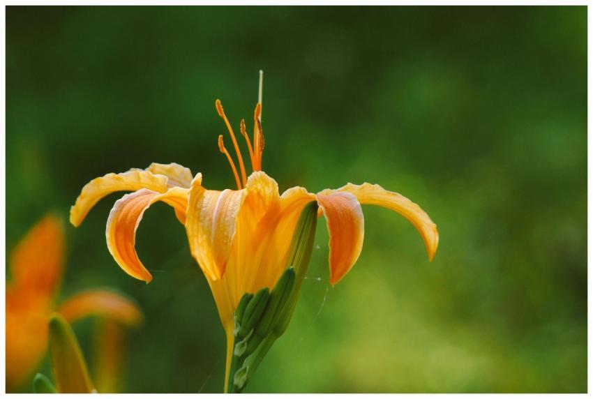 Close-up view of a vibrant yellow daylily blossom