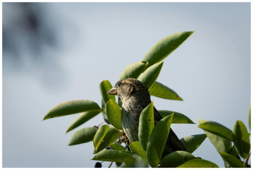 A detailed shot of a house sparrow perched among g
