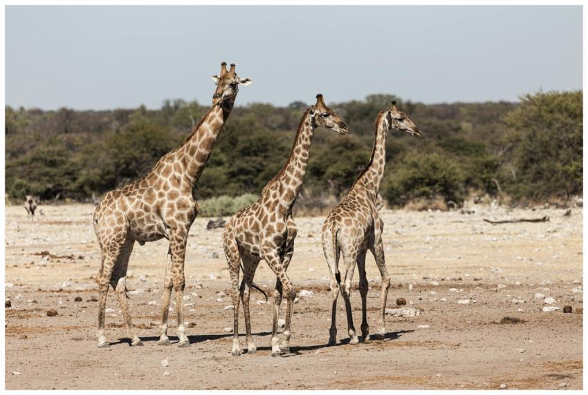 Three giraffes roam the sunlit savanna in Namibia,