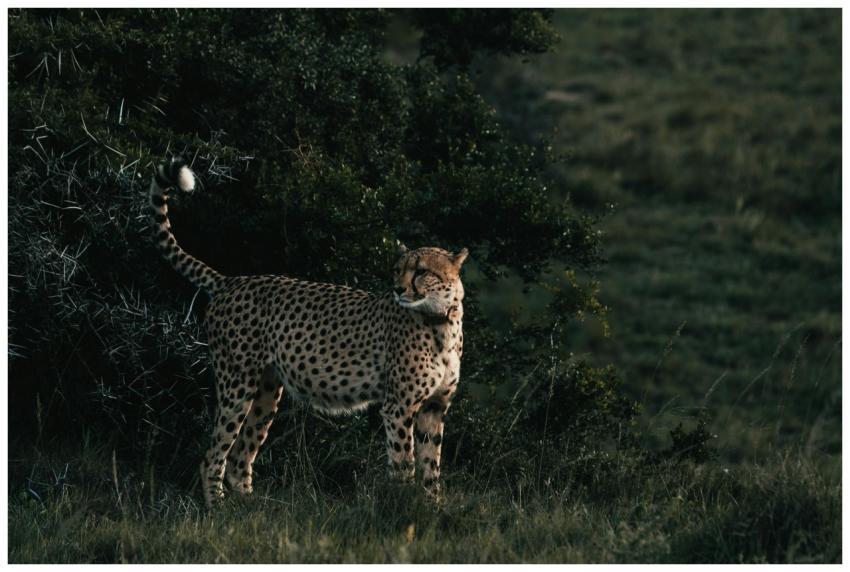 Cheetah with ornamental coat and raised tail looki