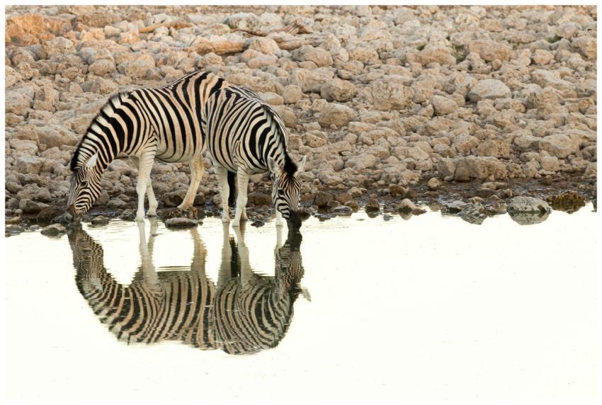 Two zebras drinking water with reflections in a ro