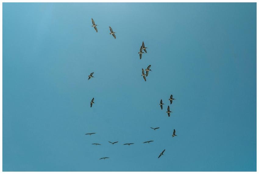 A flock of birds flying gracefully against a clear