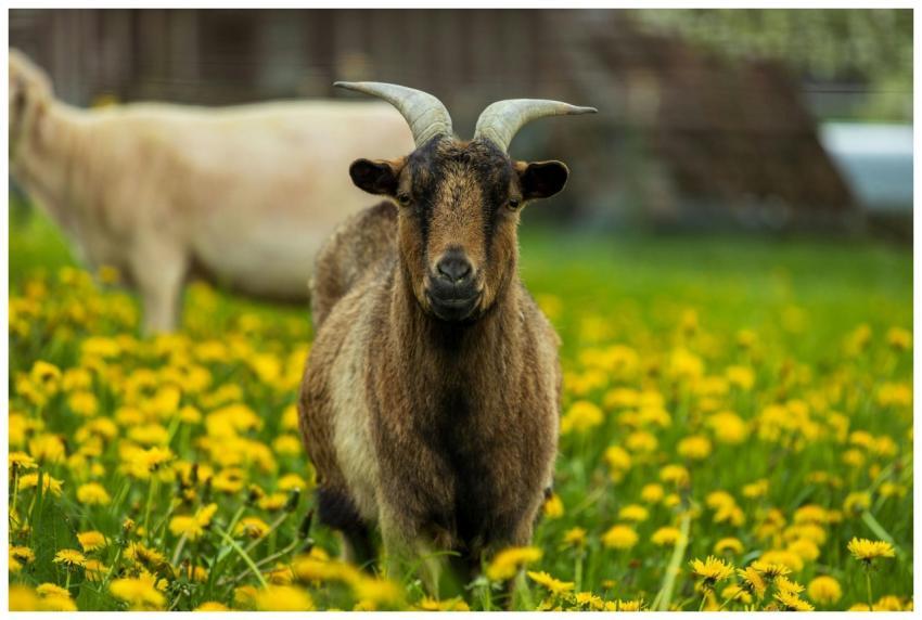 A goat standing in a meadow filled with vibrant ye