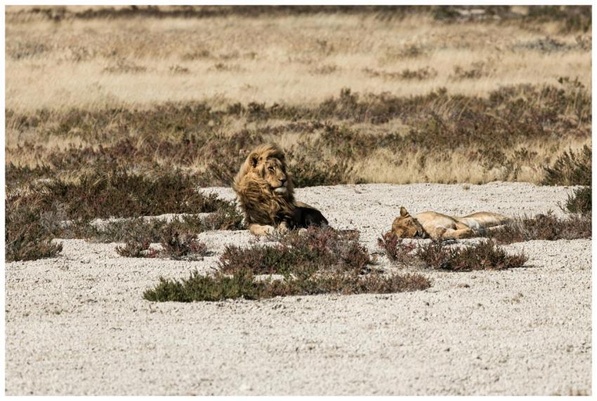 A pair of lions relax in the African wilderness, s