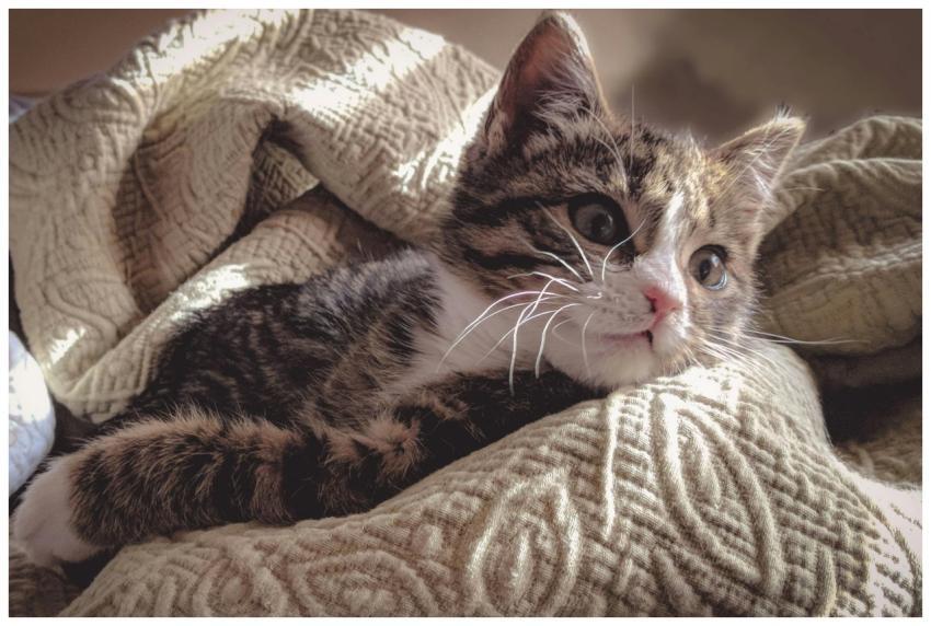 Adorable tabby kitten resting comfortably in soft,