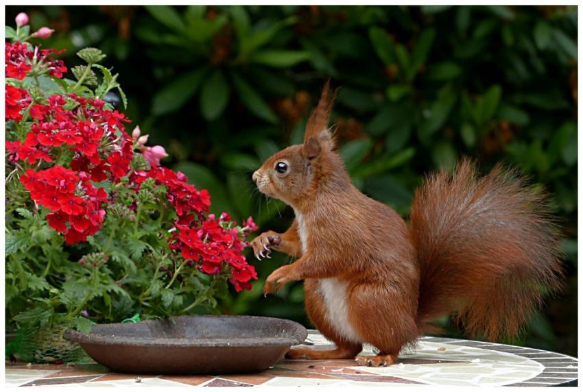 A red squirrel sits among vibrant red flowers, off