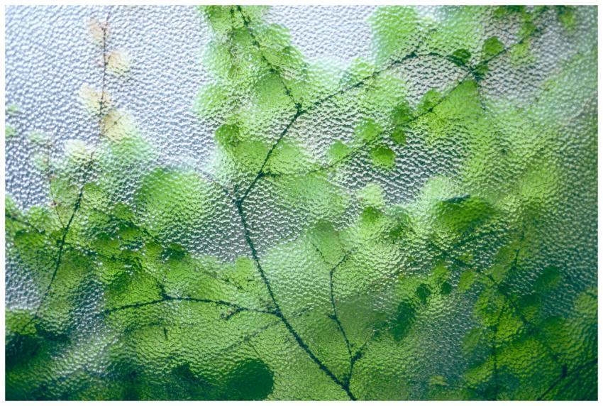 Delicate green leaves on thin twigs of fresh plant