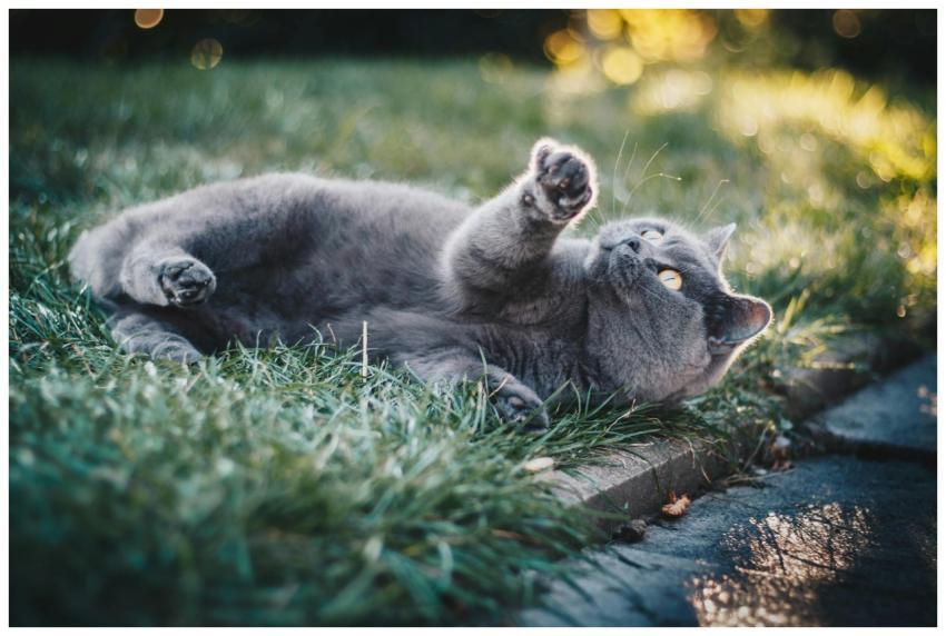 Adorable grey cat playing on grass in a sunny outd