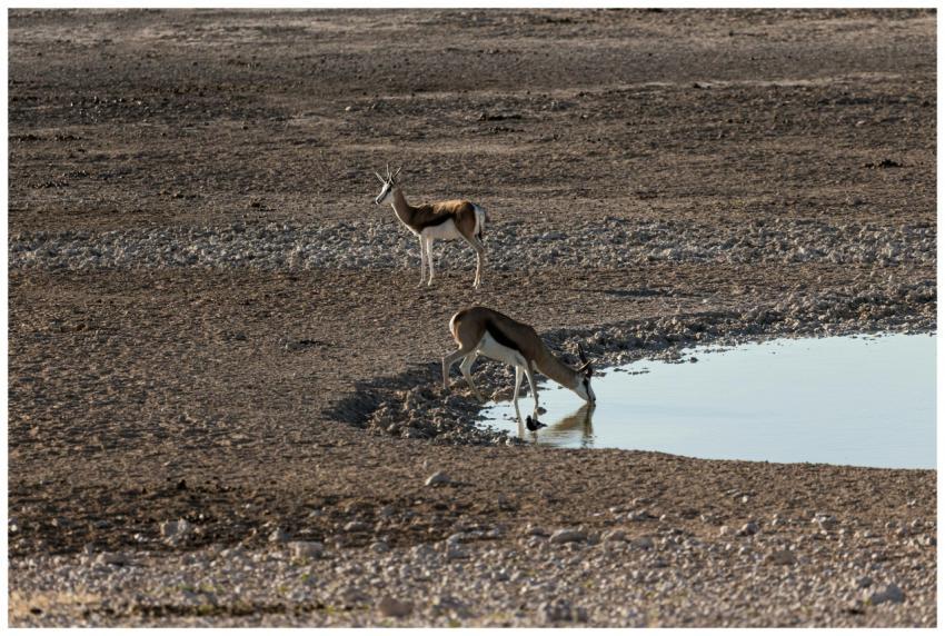 Two springboks at a waterhole in Namibia's arid la
