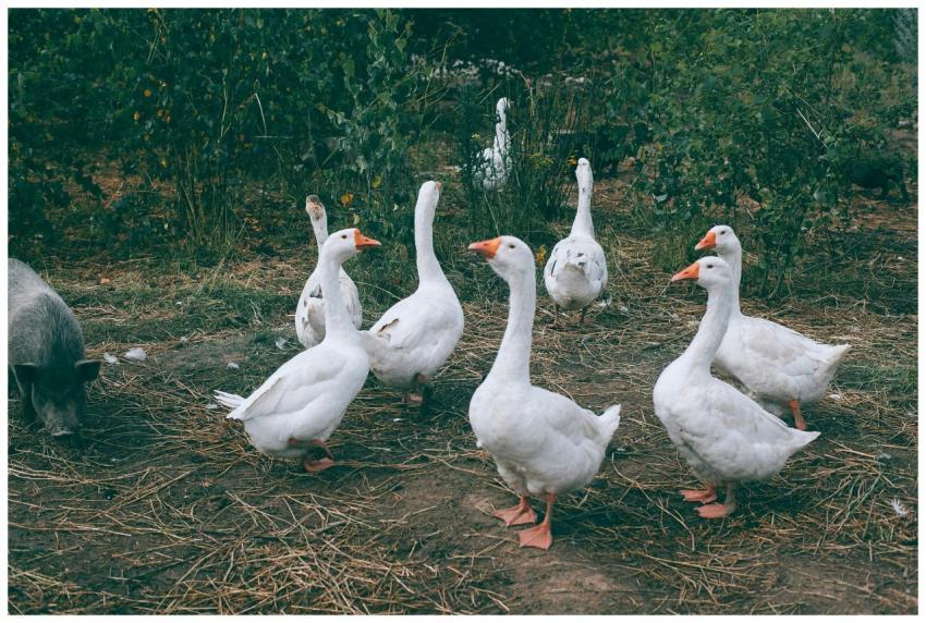 Gaggle of white geese and black pig walking near g