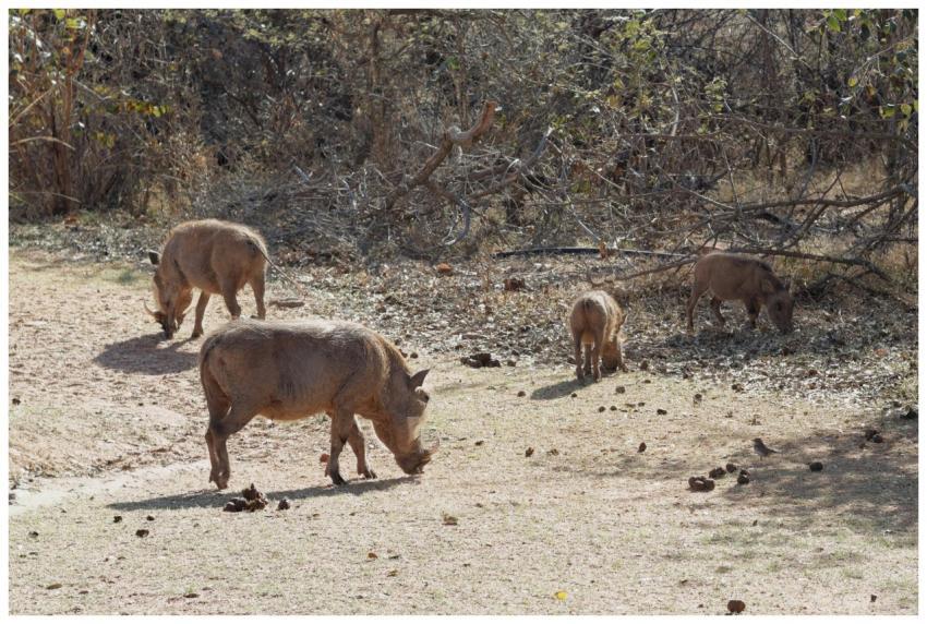 Wild boars foraging in a dry landscape, captured i