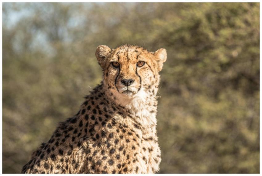 Close-up of a cheetah looking forward, set in a na