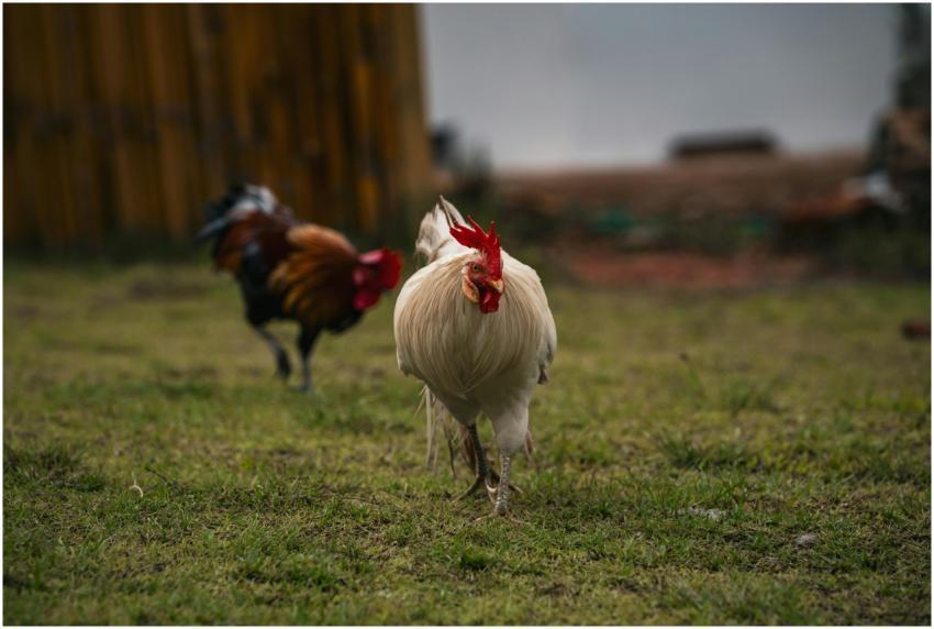 Close-up of vibrant roosters on a farm in Thailand