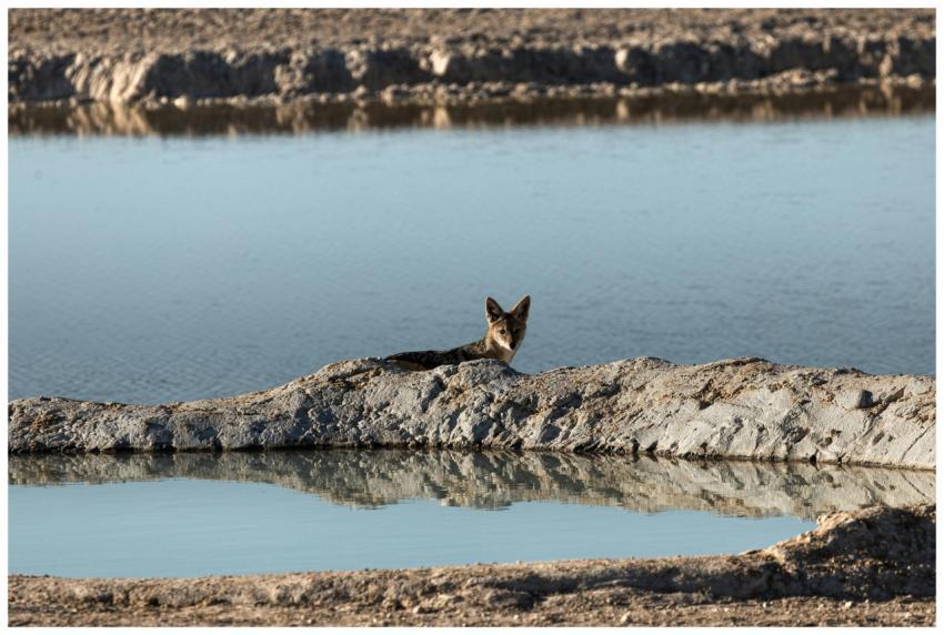 A lone jackal resting by a calm water body in a na