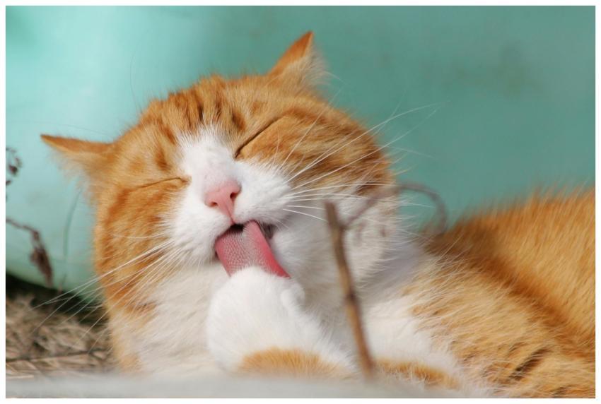 Close-up of a ginger tabby cat grooming itself out