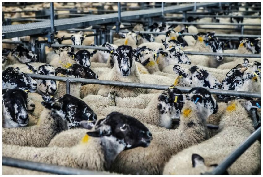 A crowded pen of speckle-faced sheep at an agricul