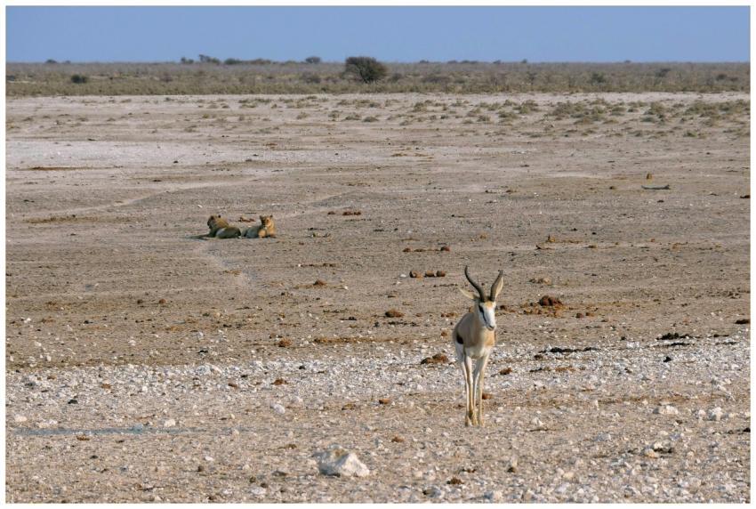 A lone antelope in African savannah with lions res