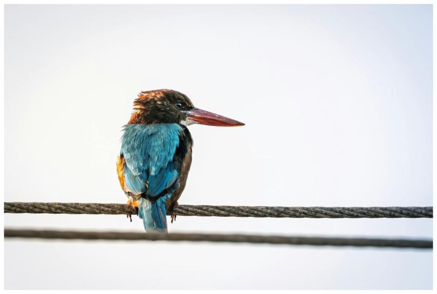 Free stock photo of alcedinidae, alcedo atthis, an