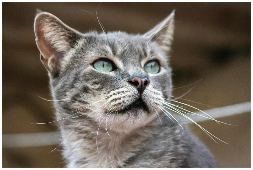 A detailed close-up of a grey tabby cat with strik