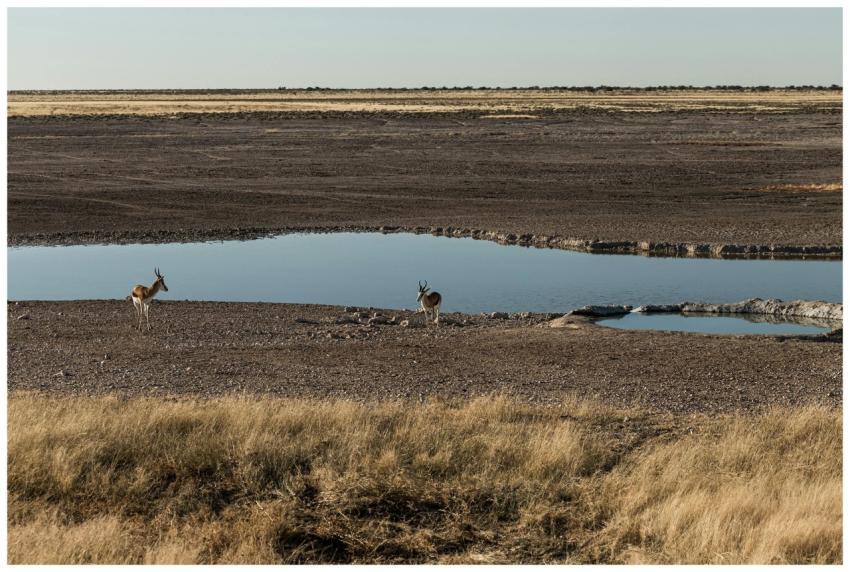 Two antelopes by a waterhole in Namibia's savannah