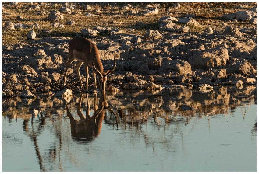 A graceful impala drinks peacefully at a waterhole