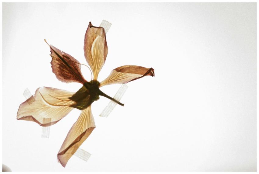 Minimalist still life of a dried flower taped on a