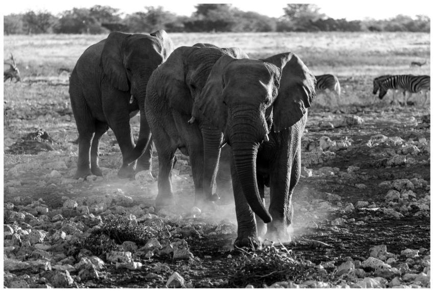 Black and white photo of African elephants and zeb