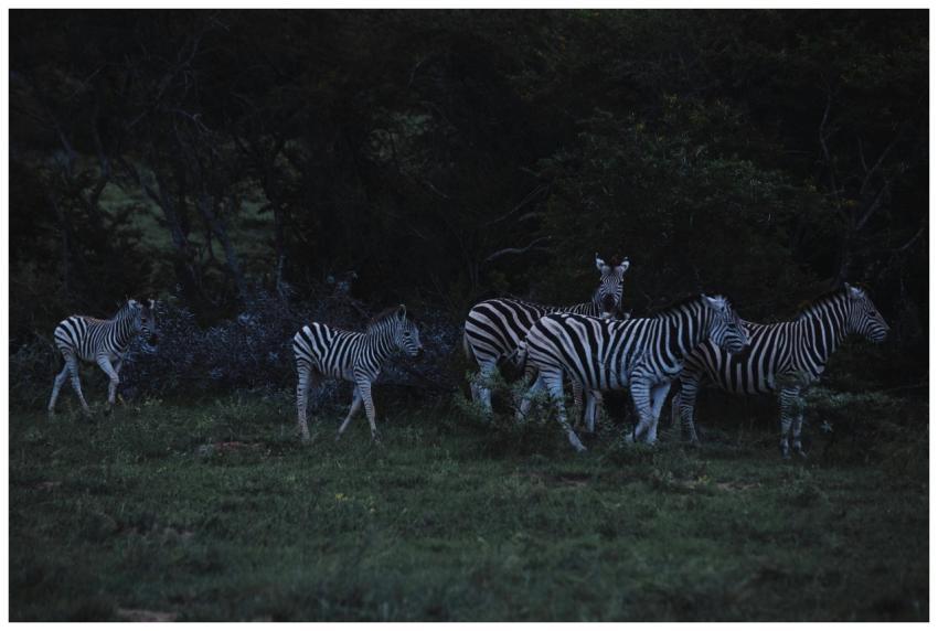 Zebras strolling on grass lawn near lush greenery
