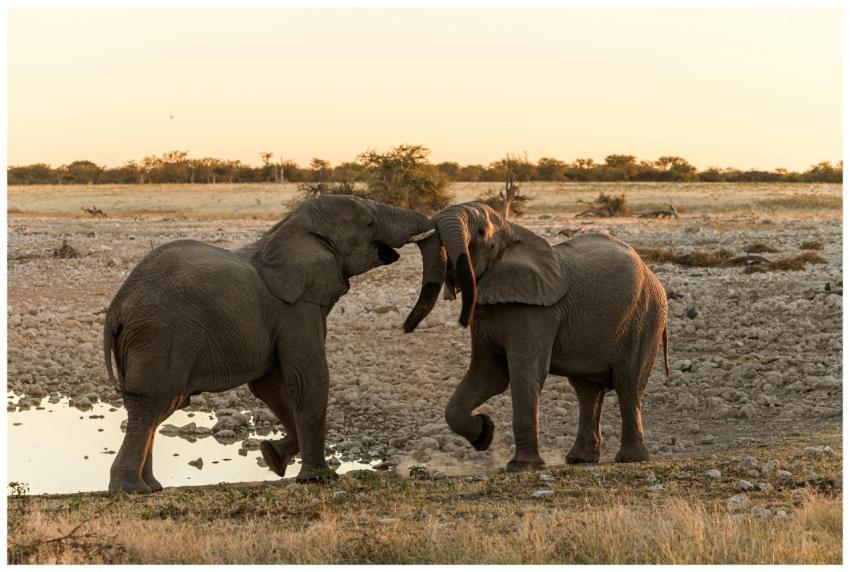 Two African elephants engage playfully by a waterh