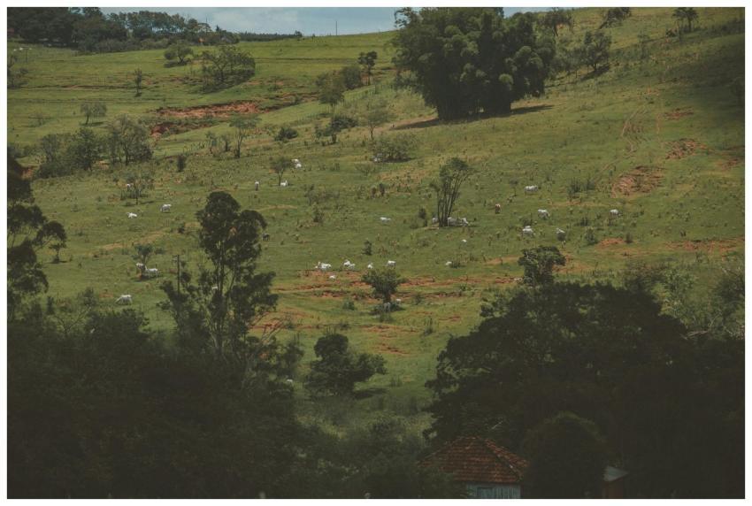 A tranquil view of cattle grazing on a lush green
