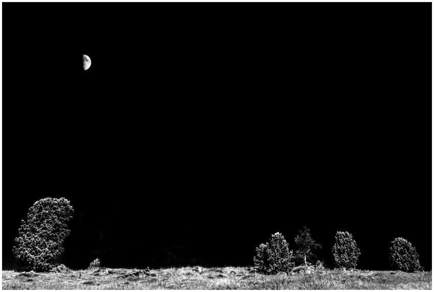 A tranquil night scene featuring a half moon and t