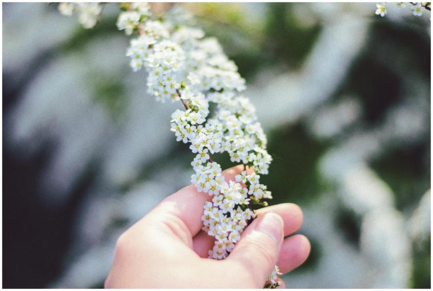 A close-up image of a hand gently holding white wi